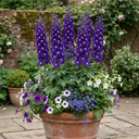 Delphinium Pacific Giants King Arthur Plants (Set of 3 or 6)