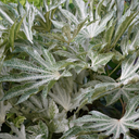 Fatsia Spiders Web Plant