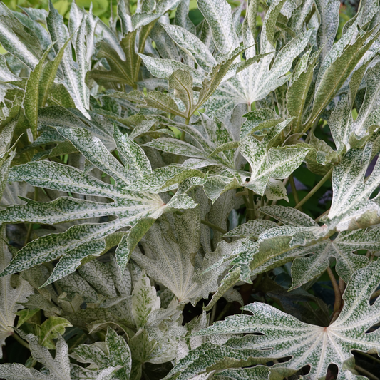 Fatsia japonica 'Spider's Web' foliage, lobed leaves heavily speckled and dusted with white over green