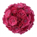 Cocktail Pink Dianthus Cosmopolitan Plants