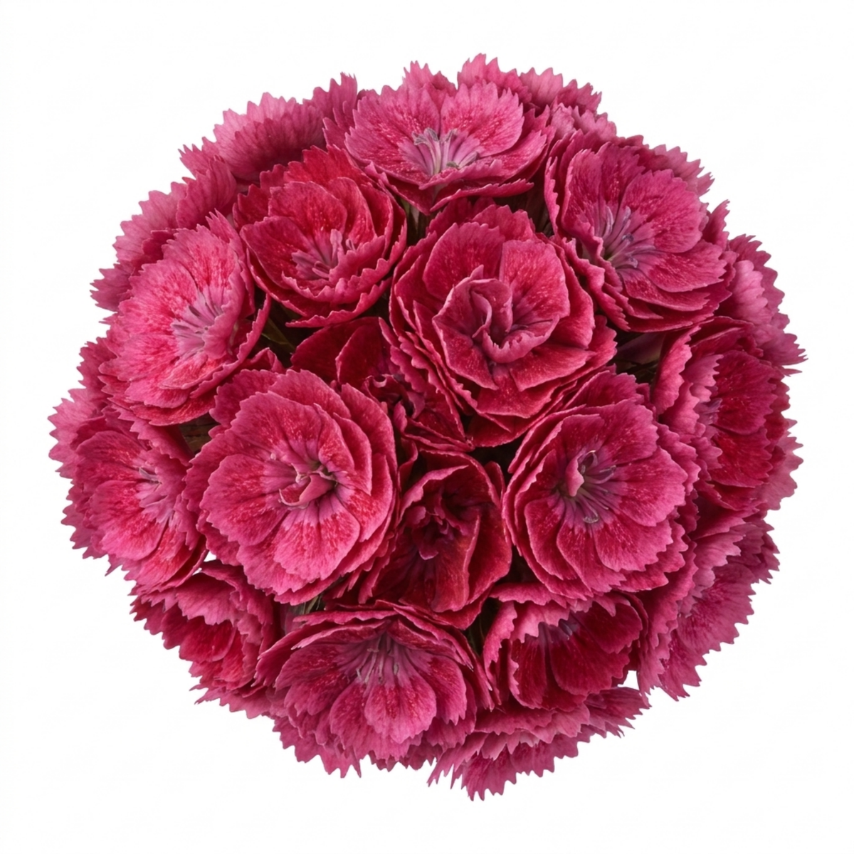 Dianthus 'Cosmopolitan' (Garden Pink) – Fragrant Hardy Perennial (5L Pot)