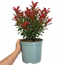Photinia Louise Plants