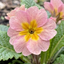 Set of 3 or 6 Large Plants - Polyanthus Stella Pink Champagne, Outdoor Garden Ready, 1L