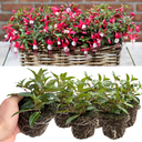 Set of 3 or 6 Large, Outdoor Garden Ready Plants - Fuchsia Bella Evita (Red & White)