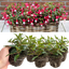 Set of 3 or 6 Large, Outdoor Garden Ready Plants - Fuchsia Bella Evita (Red & White)