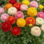 Set of 3 or 6 Ranunculus Growers Colour Mix Plants, Persian Buttercup, Spring Flowering, Outdoor Garden Ready, 1 Litre Root-Ball