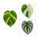 3 Trailing Pothos Live Indoor Plants