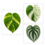 3 Trailing Pothos Live Indoor Plants, Epipremnum & Scindapsus Houseplant Collection, 1Ltr Root-Ball