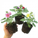 Hollyhock Growers Mix Hardy Cottage Garden Perennial Plants (Set of 3 or 6)