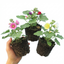 Set of 3 or 6 Hollyhock Growers Mix Hardy Cottage Garden Perennial Plants, Bee Friendly, Outdoor Garden Ready, 1 Litre Root-Ball