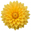 1 Large Plant - Dahlia Maggiore Yellow, Ready to Plant in Your Garden, 3L Pot