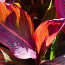 Verdant Living Canna Tropicanna Live Plant in Pot. Tropical Canna Lily with Multicoloured Foliage & Summer Flowers. Well Established Plant. Suitable for Patios Plants