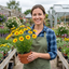 Set of 3 or 6 Coreopsis Sunfire Hardy Perennial Plants, Garden Ready, Bee Friendly, Summer Flowering, 1 Litre Root Ball