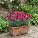 Dianthus Oscar Plants (Set of 3 or 6)