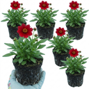 Coreopsis Uptick Red Plants (Set of 3 or 6)