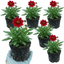 Set of 3 or 6 Coreopsis Uptick Red Hardy Perennial Plants, Bee Friendly Summer Flowering Tickseed, 1 Litre Root Ball