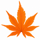 3L Orange Leaf Acer Tree, Nursery Pot, Patio Garden Pots