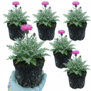 Centaurea Dealbata Bright Rose Persian Cornflower Plants (Set of 3 or 6)