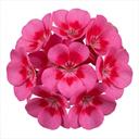 Geranium Calliope Rose Splash Plants