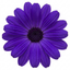 1 Large Senetti Violet Pericallis Plant, Spring Flowering, Outdoor Garden Ready, 6.5L Root-Ball