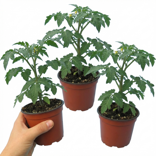 Tomato 'Crokini' – Cordon Cherry Tomato (Set of 3 or 6)