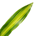 Dracaena Lemon Lime Dragon Tree Plants