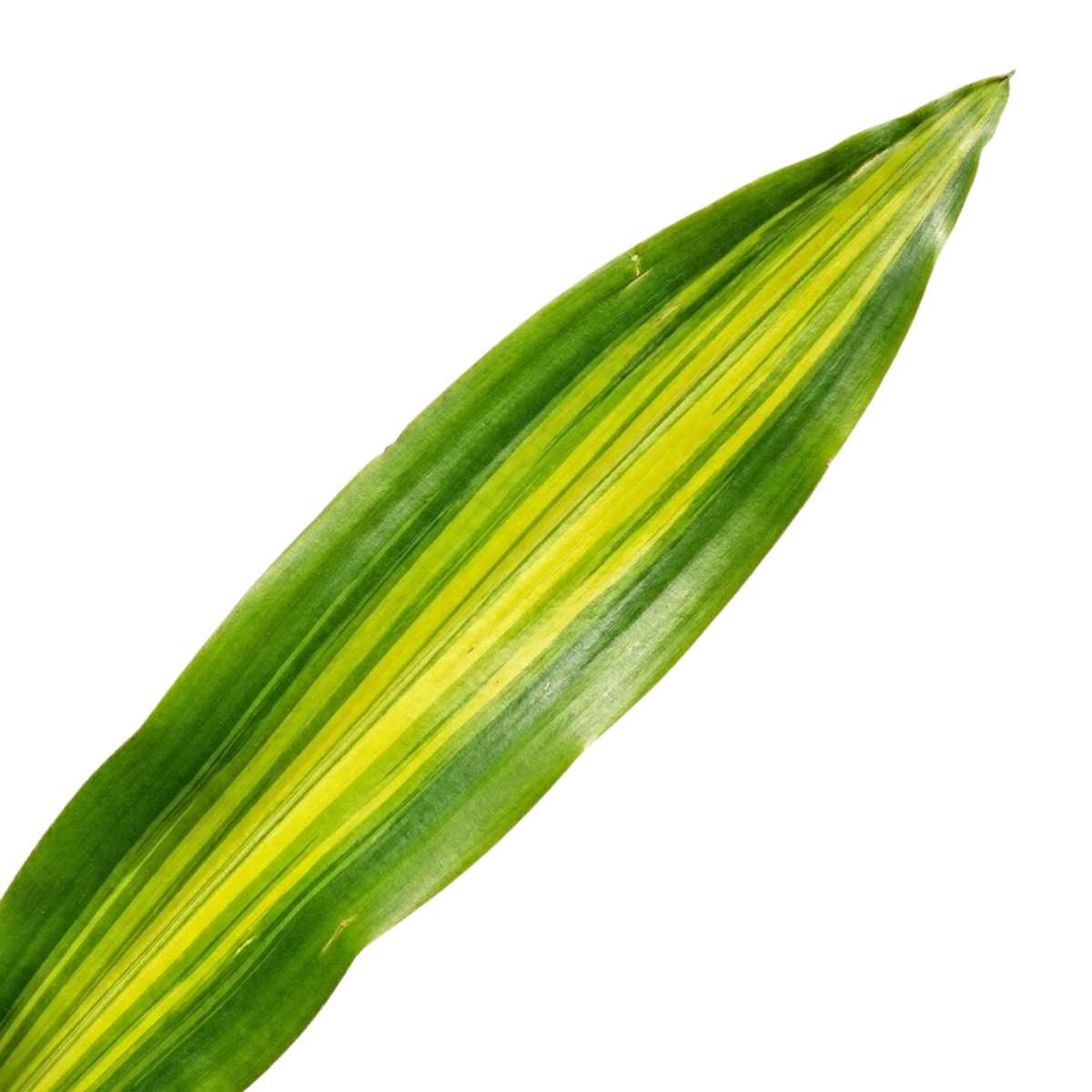 Dracaena 'Lemon Lime' (Dragon Tree) – Variegated Houseplant (2L Pot)