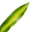 1 Dracaena Lemon Lime Dragon Tree Houseplant, Easy Care Indoor Plant, 17cm Root Ball