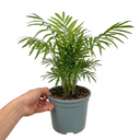 Parlour Palm Chamaedorea Elegans Plant