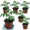 Tomato Crokini Variety Plants (Set of 3 or 6)