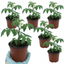 Set of 3 or 6 Large Plants - Tomato Crokini Variety, Ready to Plant in Your Garden