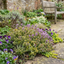 Set of 3 or 6 Thymus citriodorus ‘Doone Valley’ Thyme Herb Plants, Hardy Perennial Culinary Herb, Outdoor Garden Ready, 1 Litre Root-Ball