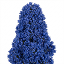 Ceanothus Puget Blue Plant | California Lilac Hardy Evergreen Blue Flowering Shrub Plant (3L Pot)