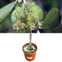 Olea europaea Plant