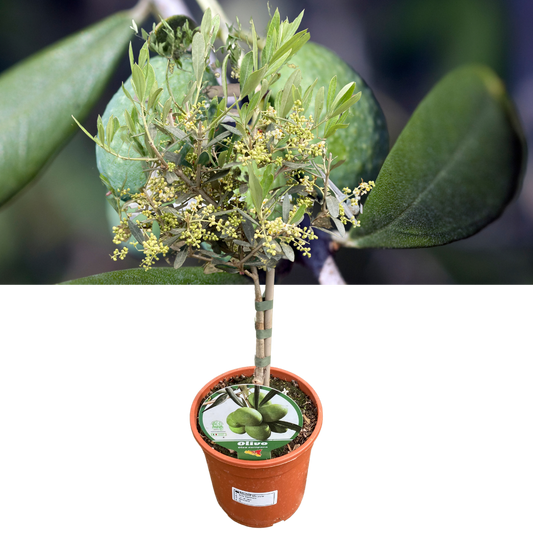 Olive (Olea europaea) – Mini Standard Tree (15cm Pot)