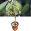 1 Mini Olive Tree – Olea europaea, Ready to Plant in Your Garden, 15cm Pot