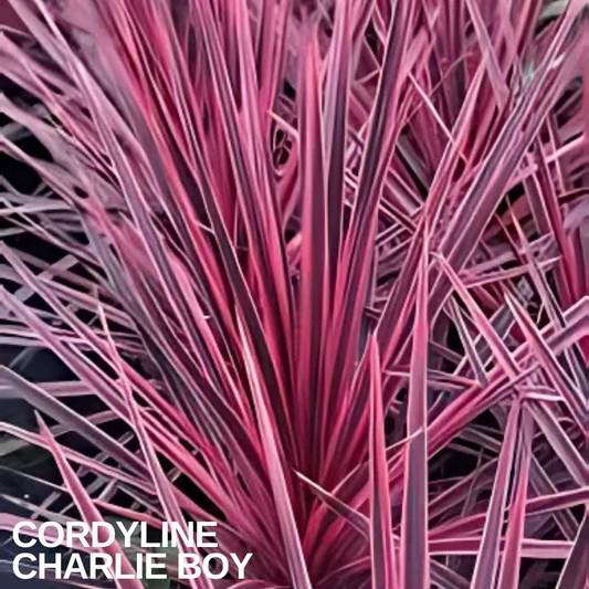 Cordyline 'Charlie Boy' rosette of narrow arching leaves in deep pink, magenta and plum