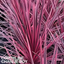 1 Large Plant - Cordyline Charlie Boy, Ready to Plant in Your Garden, Peat Free