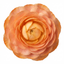 Set of 3 or 6 Ranunculus Vortex Orange Apricot Persian Buttercup Plants, Hardy Perennial, Spring Flowering, Outdoor Garden Ready, 1 Litre Root-Ball