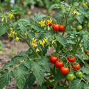 Grafted Previa Tomato Plants (Set of 3 or 6)