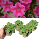 Petunia Dekko Rose Star Plants (Set of 3 or 6)
