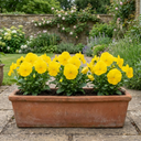 3 Pansy Delta Pro Clear Yellow Plants