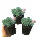 Sedum Oracle Stonecrop Plants (Set of 3 or 6)