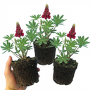 Lupin Legendary Red Plants (Set of 3 or 6)