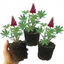 Set of 3 or 6 Lupin Legendary Red Hardy Perennial Plants, Summer Flowering, Bee Friendly Lupins, Outdoor Garden Ready, 1 Litre Root-Ball