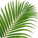 Areca Palm Plants