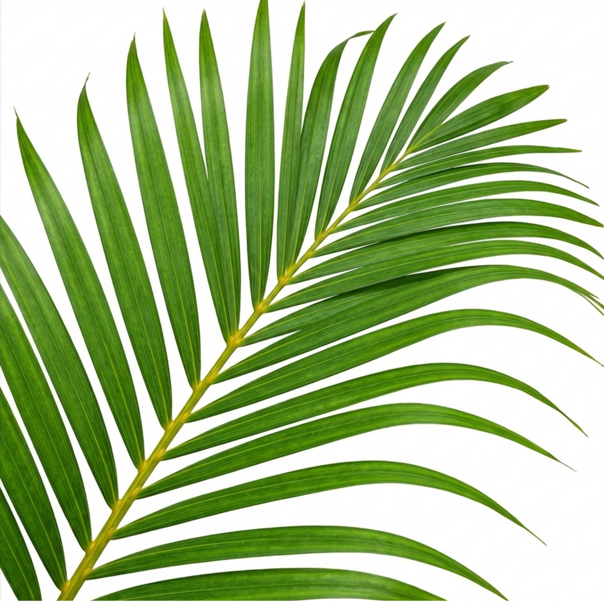 Dypsis lutescens (Areca Palm) – Indoor Palm (3L Pot)