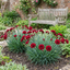 Set of 3 Large Plants - Dianthus Oscar Dark Red, Outdoor Garden Ready