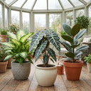 Dieffenbachia Plant (1L Pot)