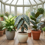 3 Bold Leaf Indoor Plant Collection – Dieffenbachia, Alocasia Polly & Ficus Robusta, 1 Litre Root Ball